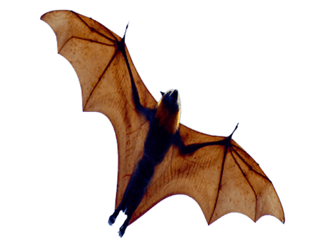 Bat png