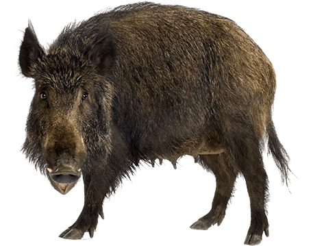 Boar