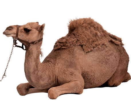 Camel