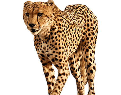 Cheetah