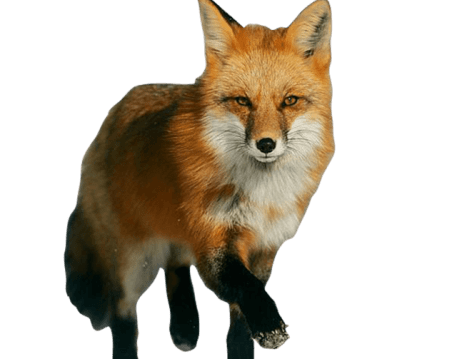 Fox