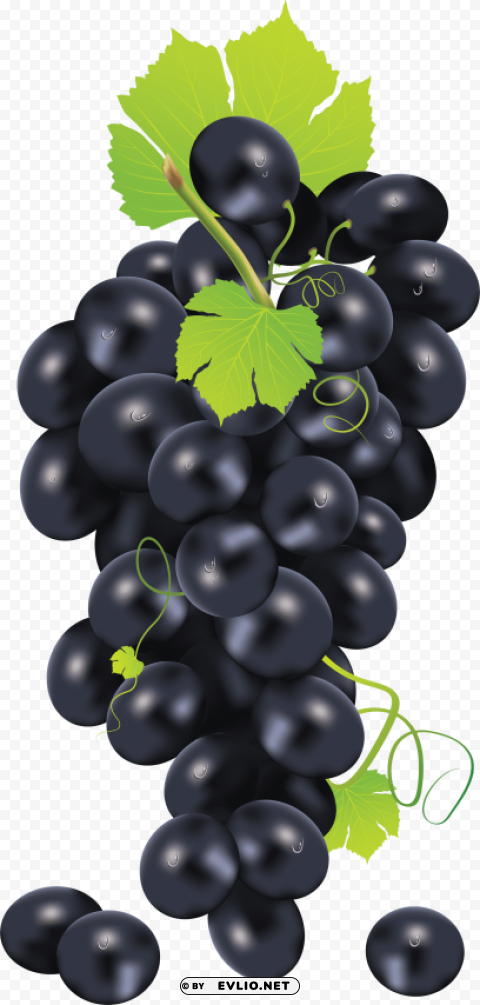 grapes Clean Background Isolated PNG Illustration