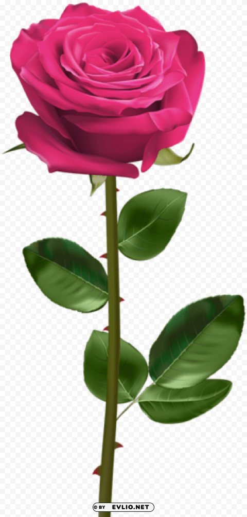 pink rose with stem PNG images with alpha transparency selection