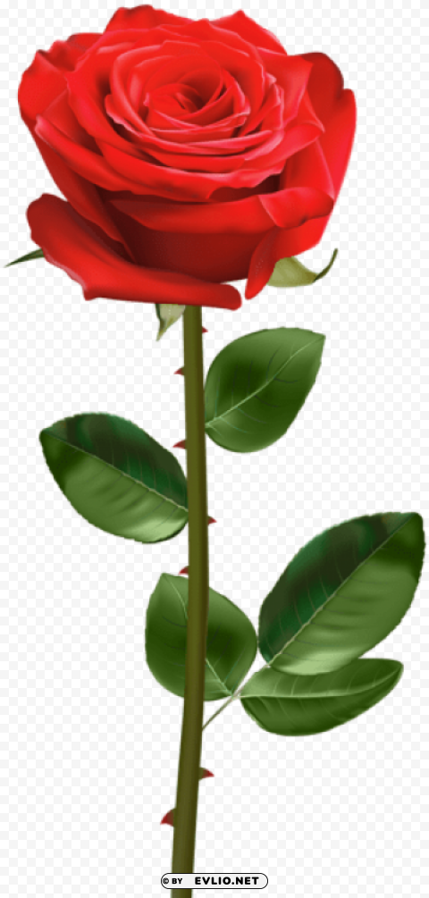 red rose with stem PNG images with alpha transparency diverse set