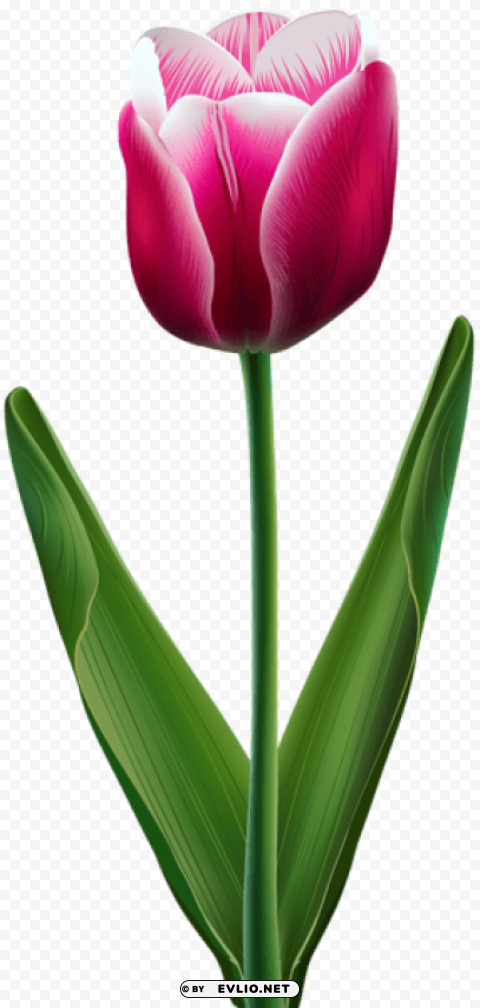 PNG image of beautiful tulip transparent HighResolution Isolated PNG Image with a clear background - Image ID e9e94781