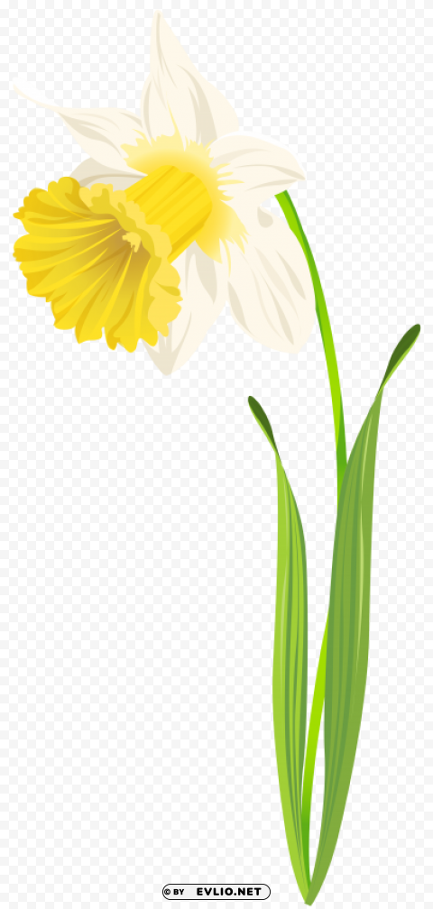 daffodil image PNG high resolution free