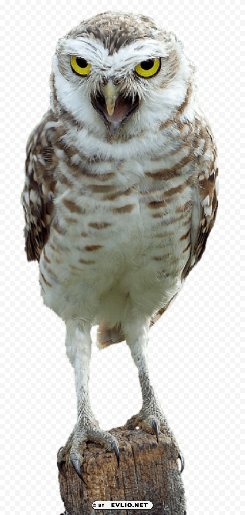 owl on wood Isolated Subject in Clear Transparent PNG