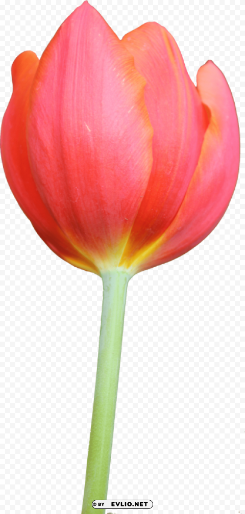 tulip Isolated Artwork in Transparent PNG