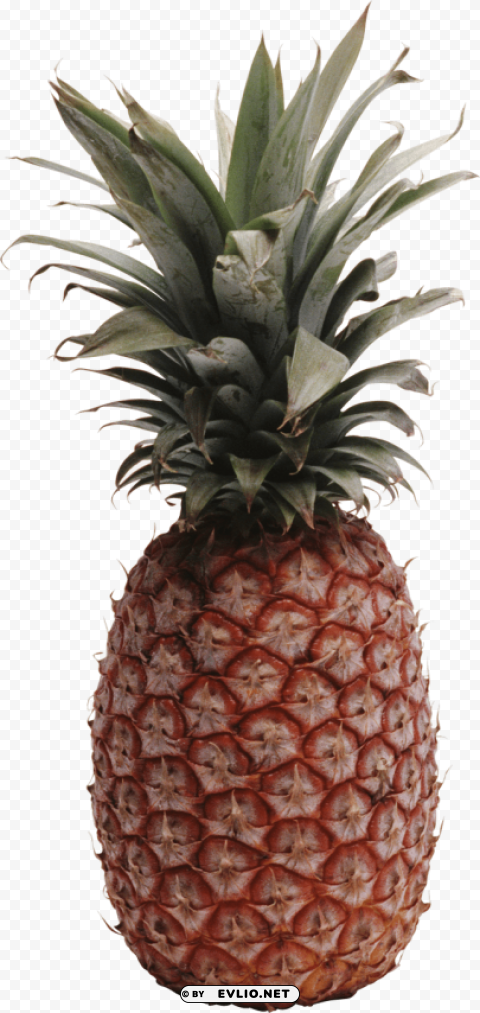 pineapple PNG Image with Transparent Isolated Graphic
