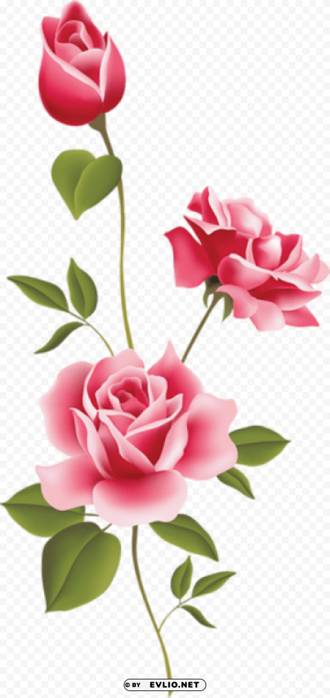 pink rose art High-quality transparent PNG images comprehensive set