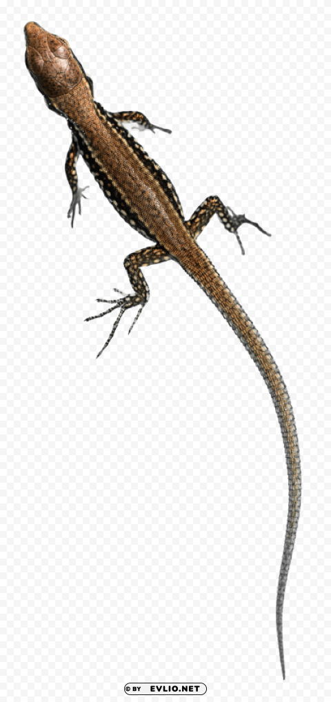 lizard free PNG with clear background set