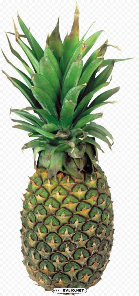 pinapple slices PNG transparent photos for design