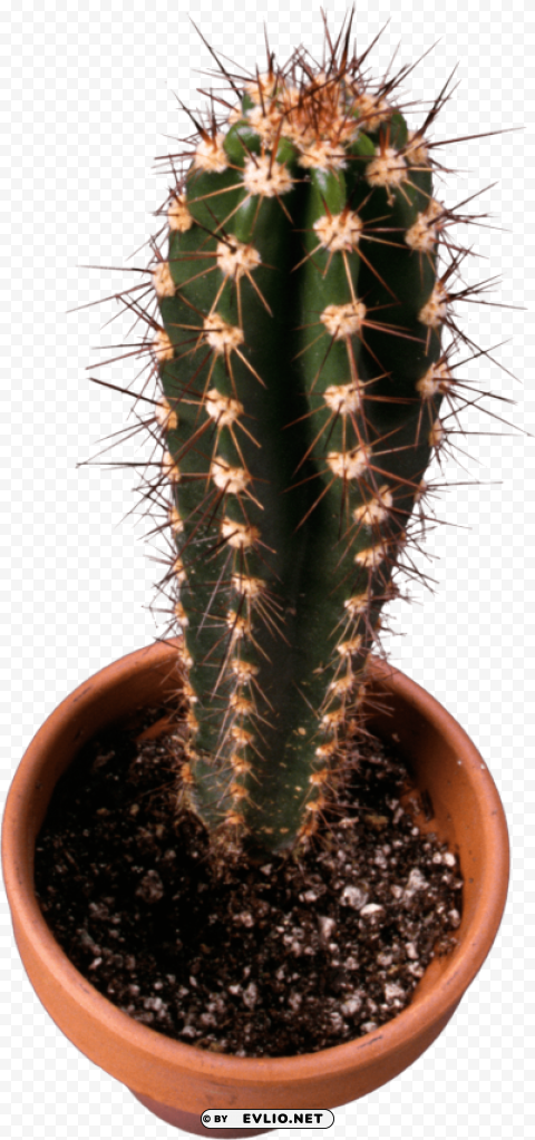 classic cactus topview Transparent PNG Isolated Artwork