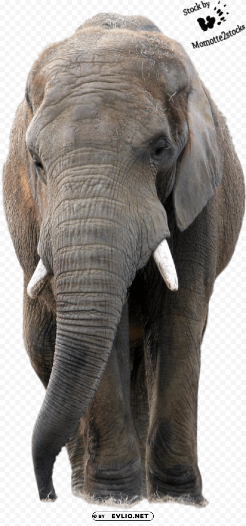 elephant walking Clear Background Isolated PNG Object