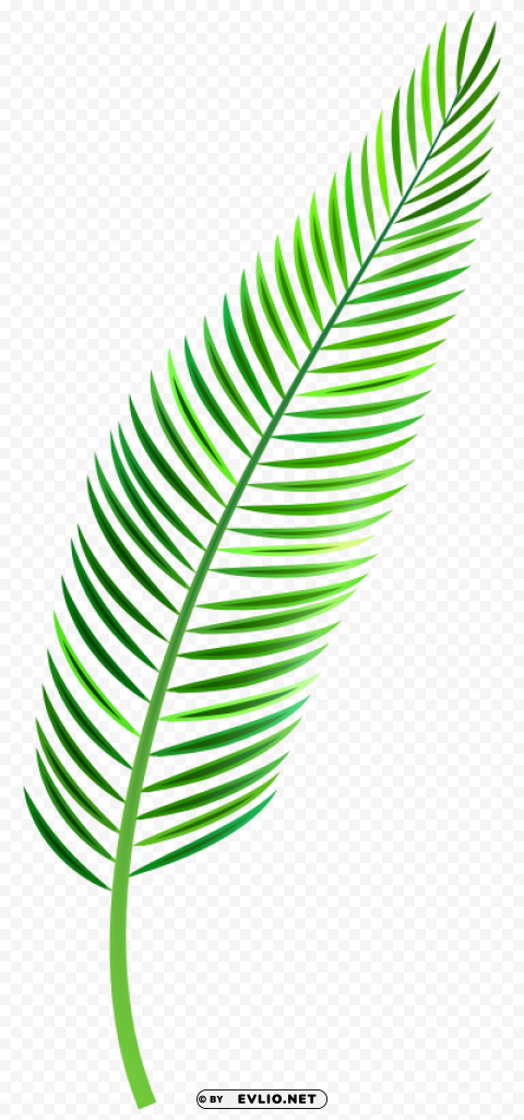 palm leaf PNG high resolution free