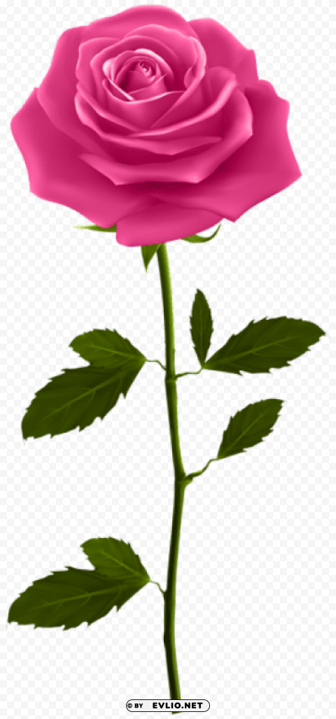 pink rose with stem PNG transparent backgrounds