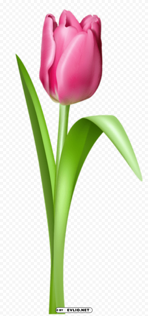 pink tulip transparentpicture HighResolution Transparent PNG Isolated Graphic