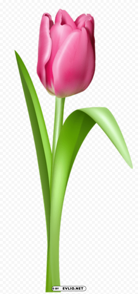 Pink Tulip Transparentpicture HighResolution Transparent PNG Isolated Graphic