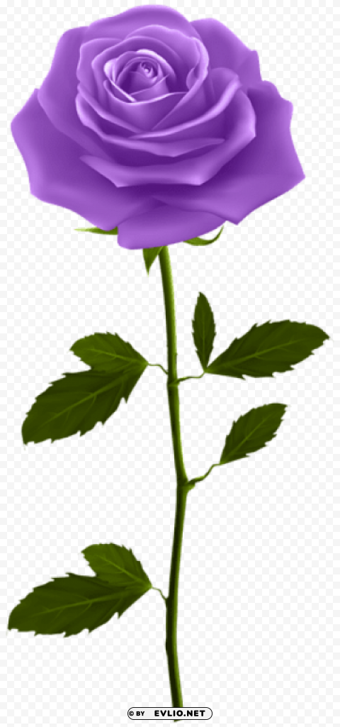 purple rose with stem PNG transparent design diverse assortment