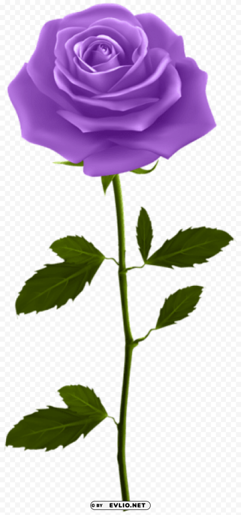 PNG image of purple rose with stem PNG transparent design diverse assortment with a clear background - Image ID c24c2577