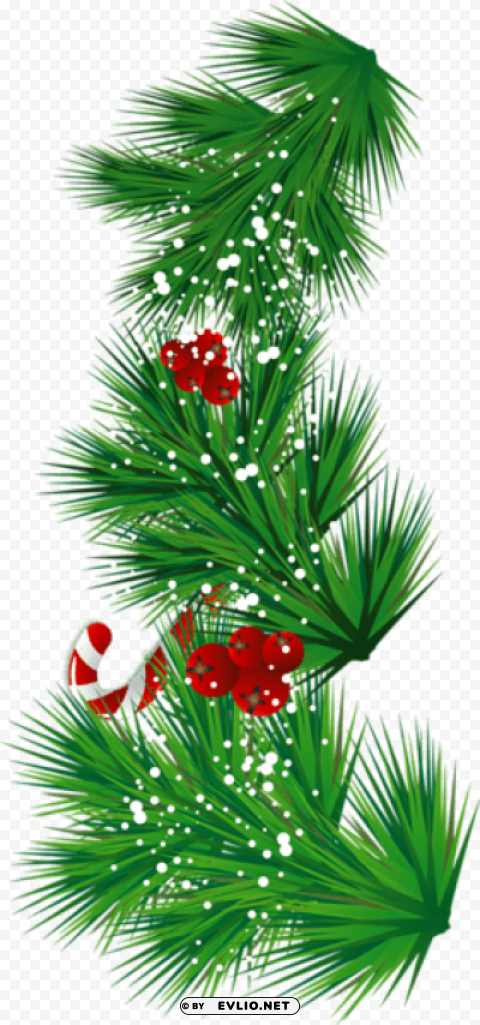  pine branch with candy cane and mistletoe Isolated Illustration in HighQuality Transparent PNG