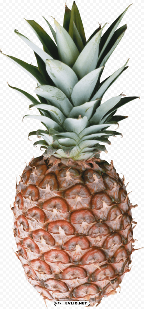 pineapple Isolated Item on Transparent PNG