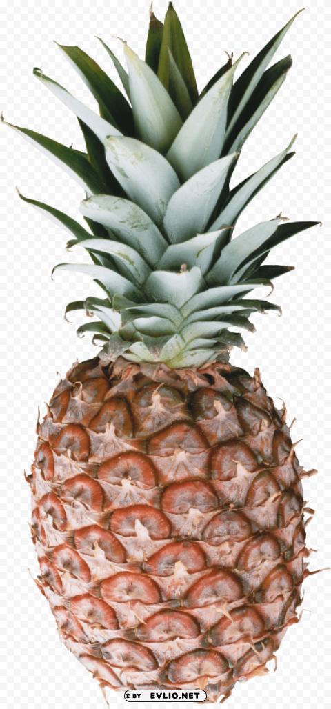 Pineapple Isolated Item On Transparent PNG