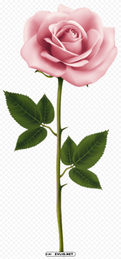 PNG image of pink rose Free transparent background PNG with a clear background - Image ID 1aefb573