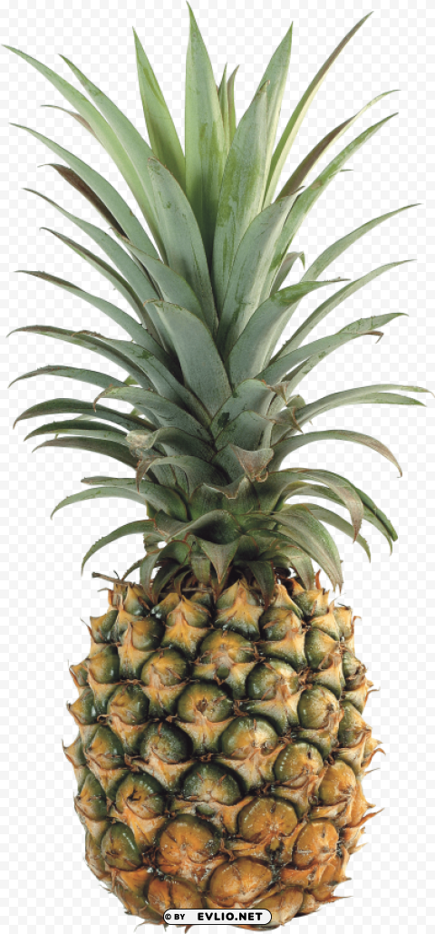 pinapple PNG transparent images mega collection