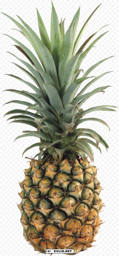 pineapple PNG images transparent pack