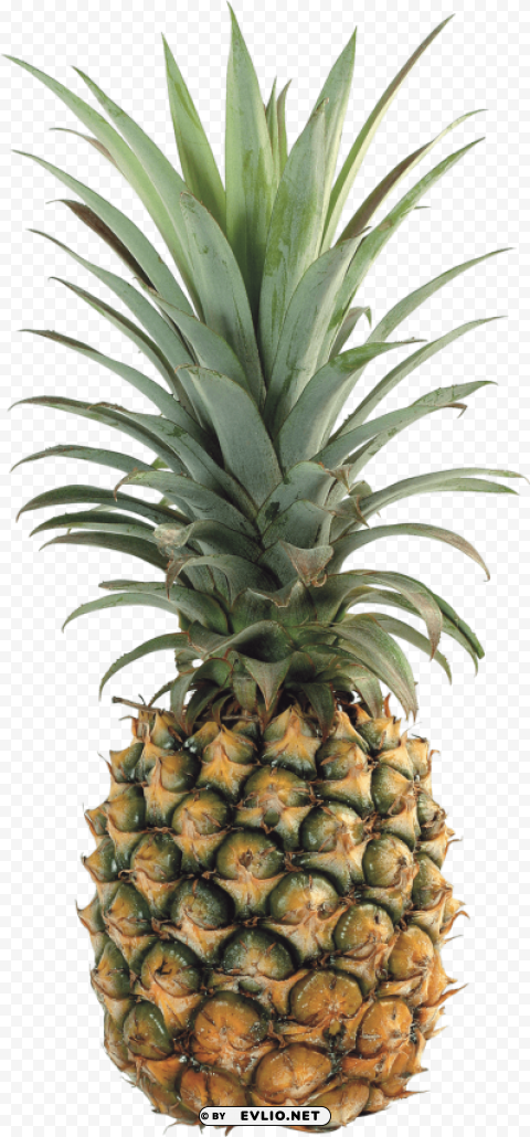 Pineapple PNG Images Transparent Pack