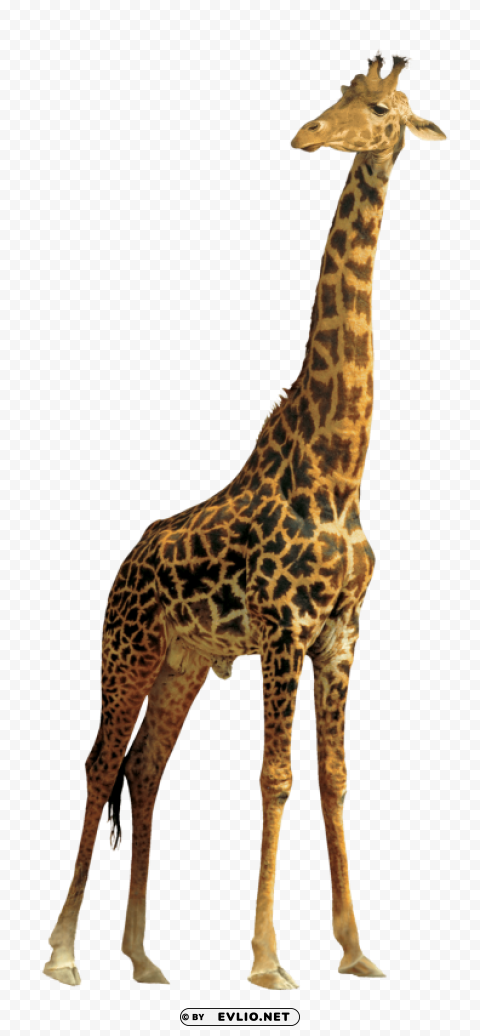 giraffe PNG Graphic Isolated on Clear Backdrop