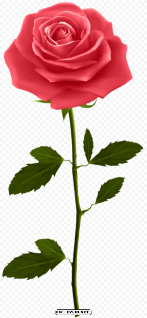 red rose with stem PNG transparency images