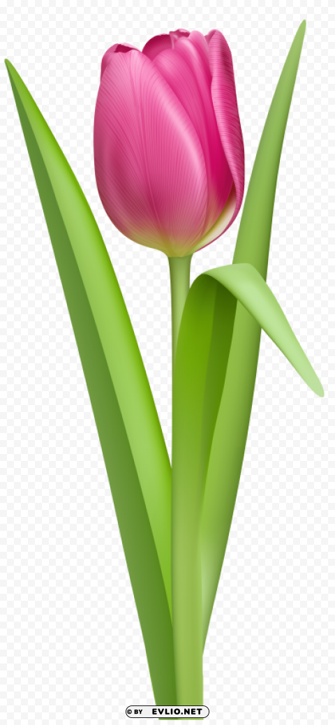tulip PNG images with transparent elements pack