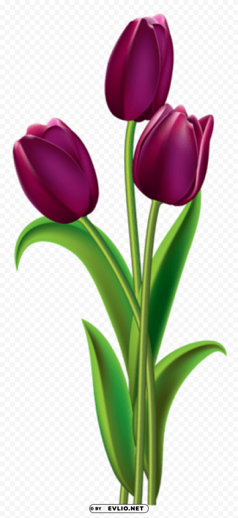 tulips transparentpicture PNG file with alpha