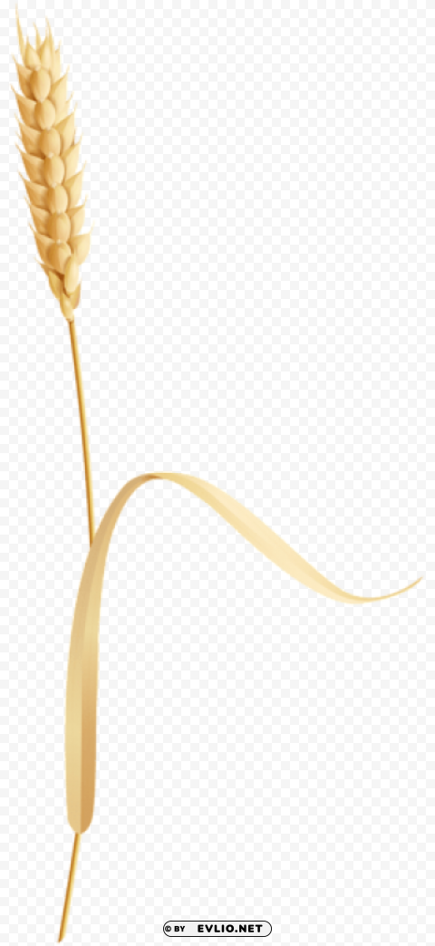 Wheat PNG Graphic Isolated on Clear Background