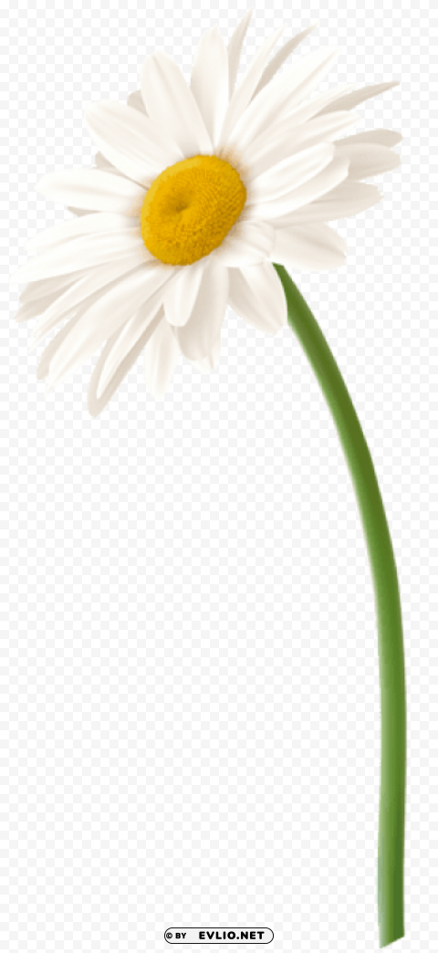 white gerbera flower PNG images with alpha transparency layer