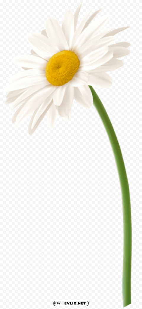 PNG image of white gerbera flower PNG images with alpha transparency layer with a clear background - Image ID 97137e08