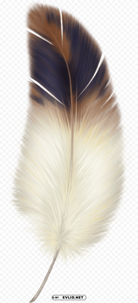 feather PNG with Isolated Transparency