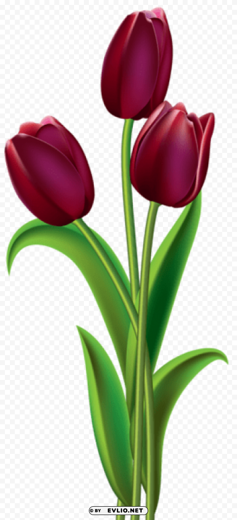 red dark tulips PNG file without watermark