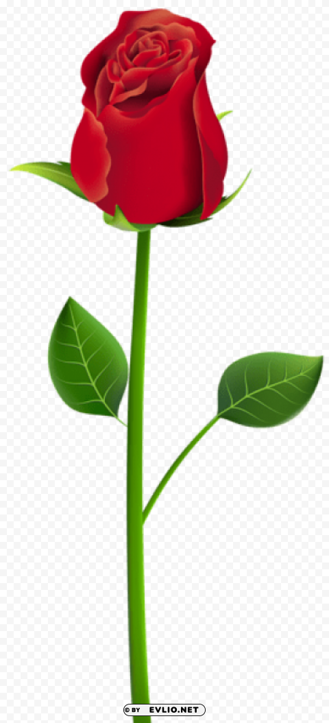 Rose HighResolution PNG Isolated Artwork