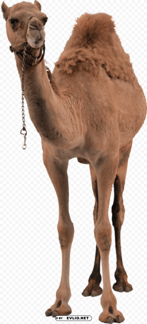 camel Isolated Object in Transparent PNG Format