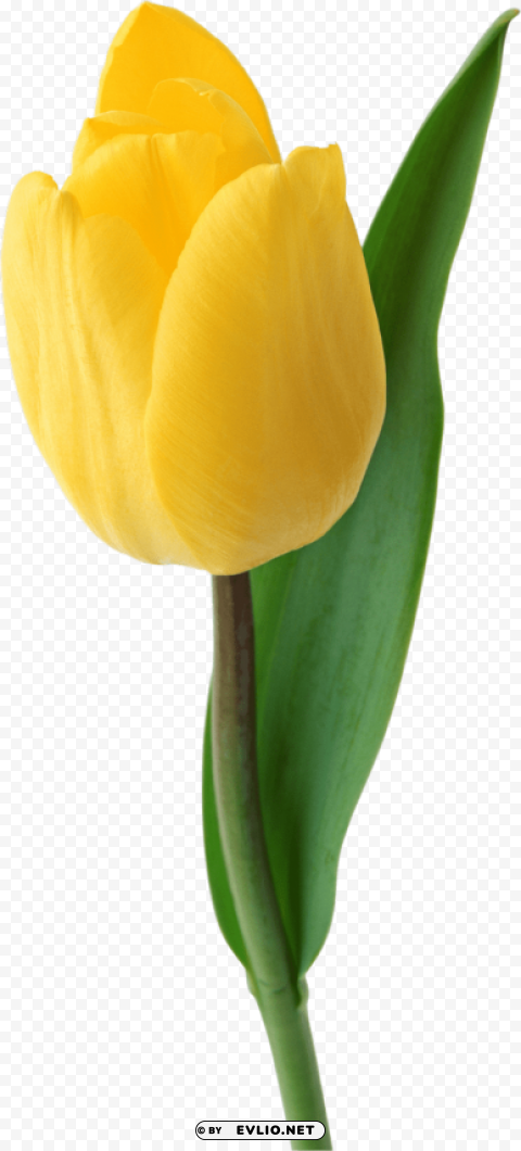 tulip Isolated Element on Transparent PNG