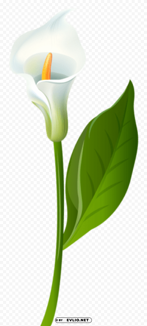 calla lily transparent CleanCut Background Isolated PNG Graphic