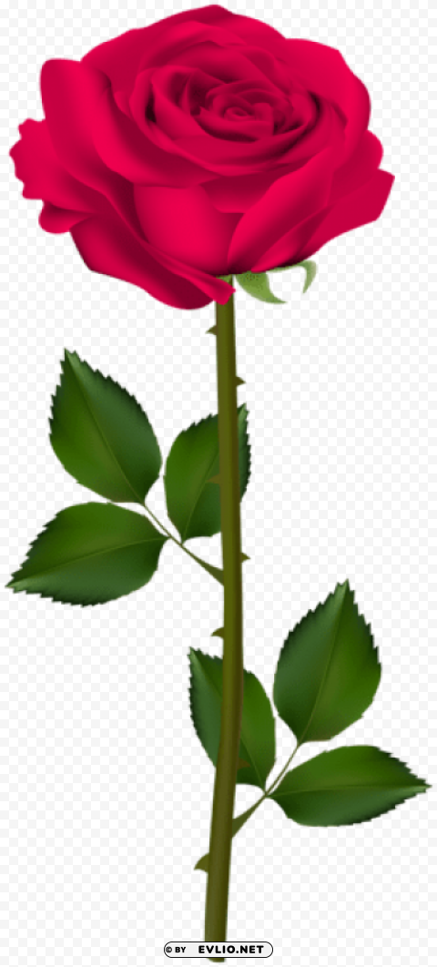 pink rose transparent PNG Image Isolated with HighQuality Clarity