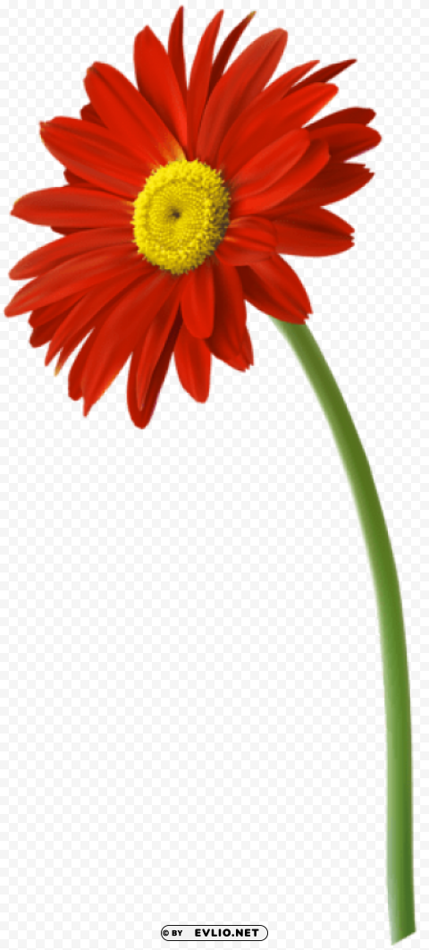 red gerbera flower PNG images with alpha transparency wide collection