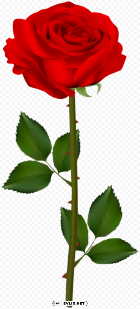PNG image of red rose transparent PNG Image Isolated on Clear Backdrop with a clear background - Image ID 184d63b7