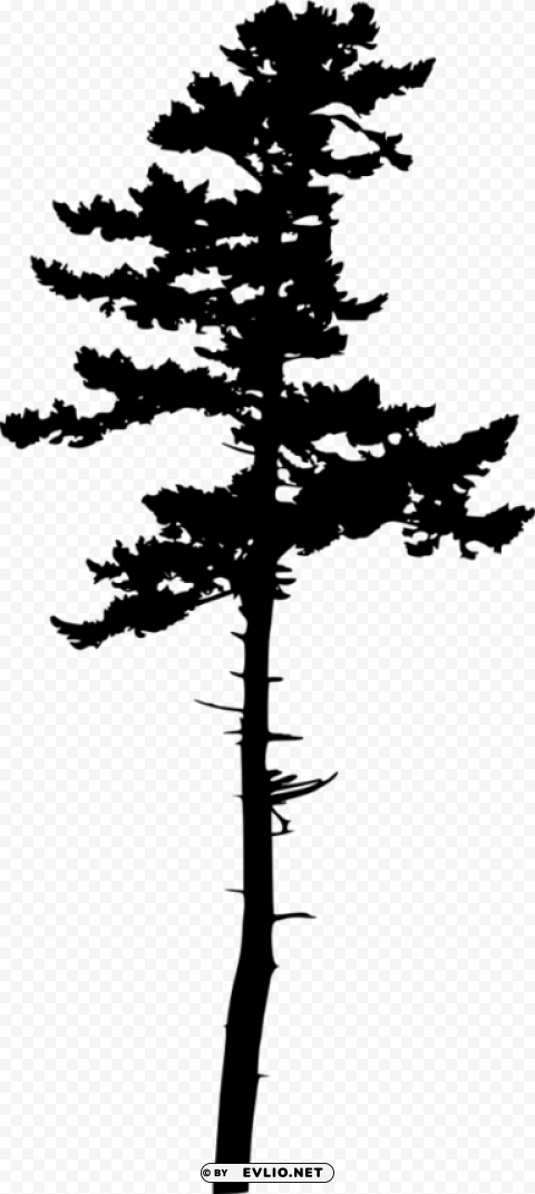 pine tree silhouette Transparent PNG image free