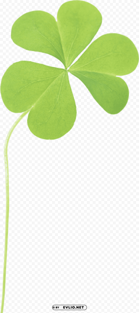 clover PNG Graphic Isolated on Clear Background