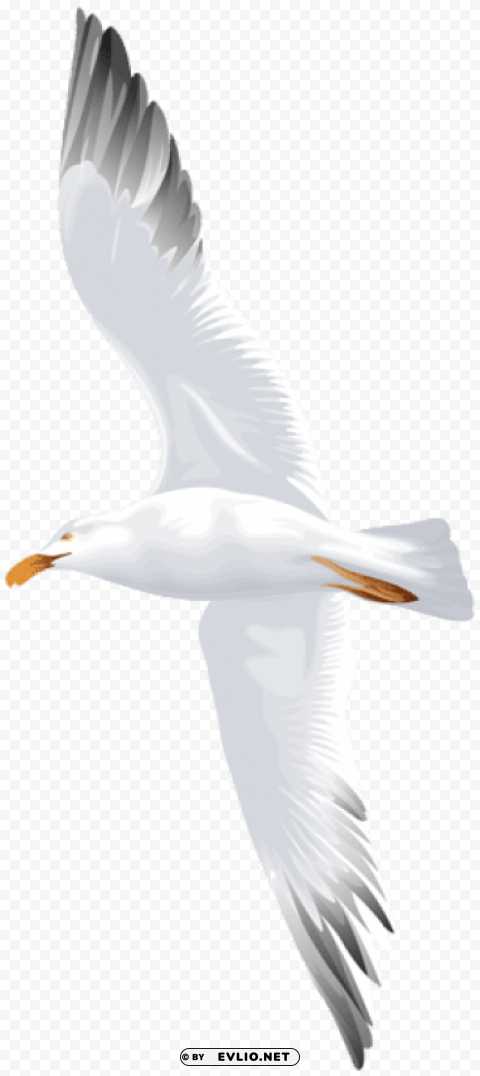 seagull flying HighQuality PNG Isolated Illustration
